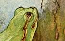 Link zu Froschpostkarte