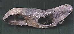 Rhino skull, 6 kb